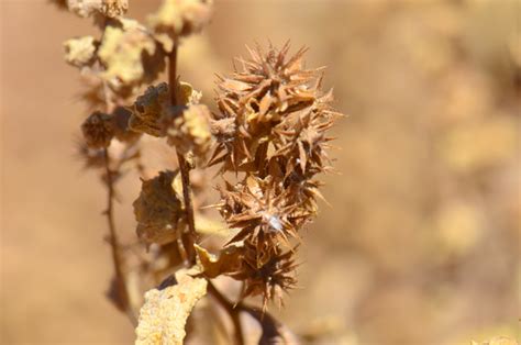 Ambrosia Deltoidea Triangle Leaf Bursage Southwest Desert Flora