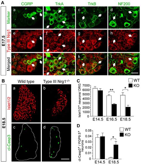 Figure From Type Iii Neuregulin Regulates Pathfinding Of Sensory