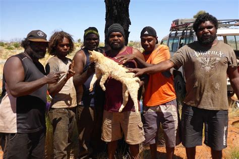 Could Aboriginal Cat Hunting Be The Key To Saving The Bilby Abc News