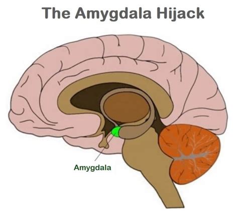 Behaviour And The Brain Amygdala Hijack London School Of Childcare
