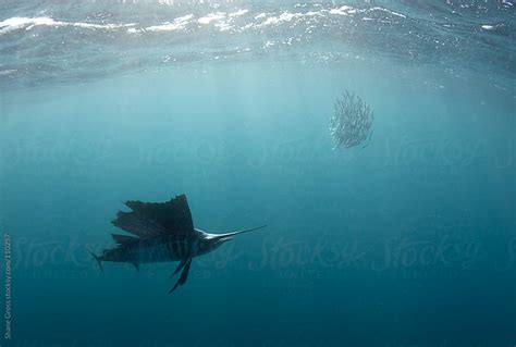 Atlantic Sailfish Hunting Sardines By Shane Gross Stocksy United