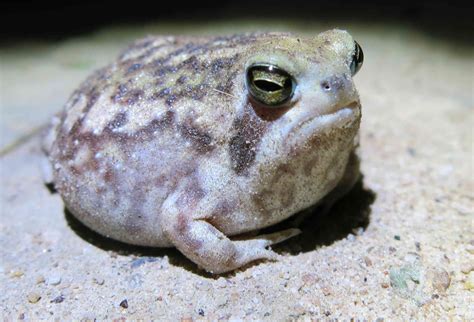 15 Fascinating Frog Species