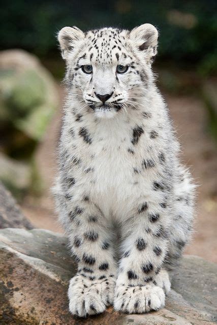 Pin On Animals Wildcat Snow Leopard