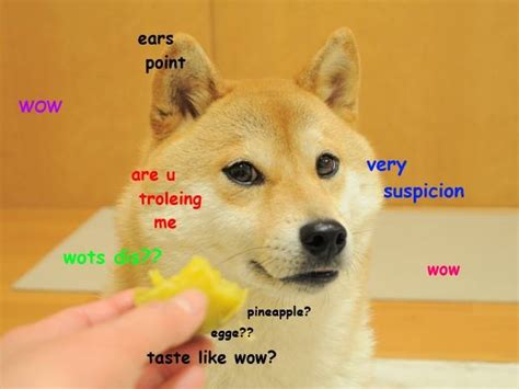 Do Not Want Doge Know Your Meme