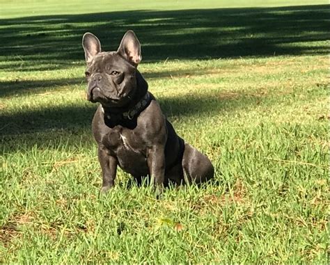 The french bulldog, also known as frenchie, is a small breed of domestic dog. CAPO BEACH FRENCH BULLDOGS - Dams