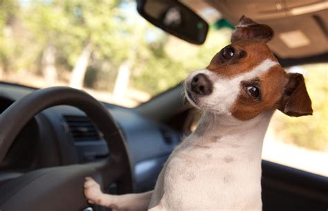 Check spelling or type a new query. Tips For a Road Trip With Your Dog