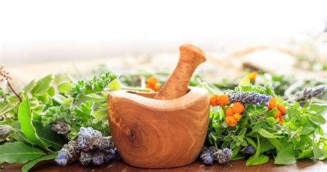 most popular herbal medicines in the world curious mind magazine