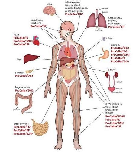 Anatomi Organ Tubuh Manusia Dan Fungsinya So Wallpaper My Xxx Hot Girl