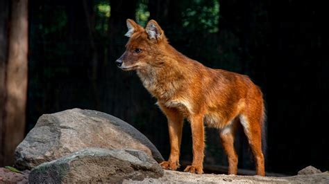 Ganzkörperfutter ist für diese raubtiere. Tiere Hintergrundbilder Füchse