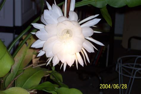 Night Blooming Cereus Care Walter Reeves The Georgia Gardener