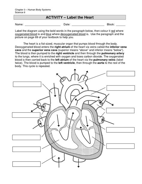 The back anatomy includes the latissimus dorsi, trapezius, erector spinae, rhomboid, & teres major. 4 Best Images of Printable Heart Diagram To Label - Label ...