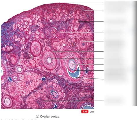 Histology Of Ovarian Follicles Diagram Quizlet