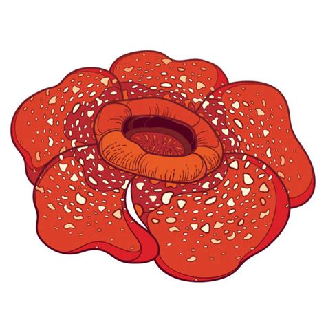 Rafflesia Arnoldii Illustrations Royalty Free Vector Graphics And Clip