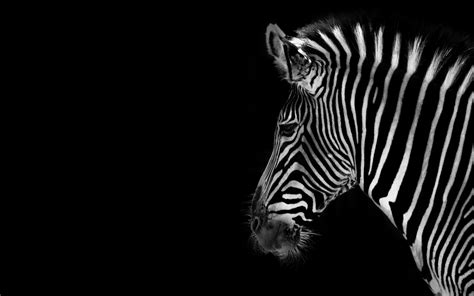 Get Stylish Zebra Background Wallpaper For Your Phone And Desktop