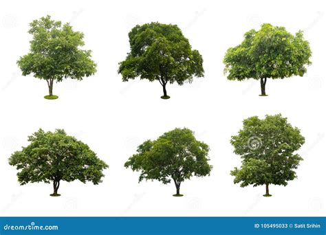 Collection Of Beautiful Green Tree Isolated On White Stock Image