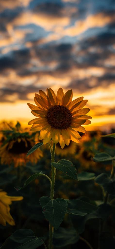 Sunflower Wallpaper For Iphone X Best Flower Site