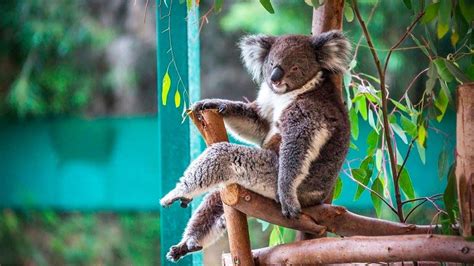 Koala Bears 🐨 Funny Koalas Playing Epic Laughs Youtube
