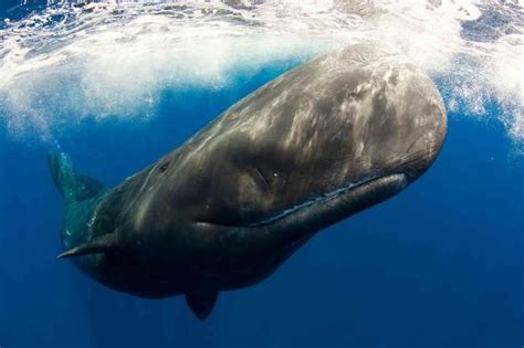 Pin By Py Whale On Havetandvänner Sperm Whale Whale Whale Facts