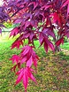 Red Japanese Maple Leaves - Plant & Nature Photos - Ruthiemade's Photoblog