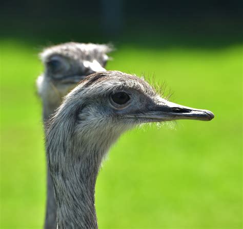 Free Images Green Beak Ostrich Feather Fauna Close Up Australia