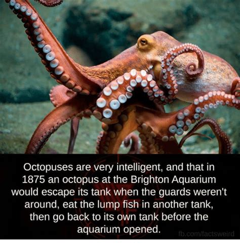 Octopuses Are Very Intelligent And That In 1875 An Octopus