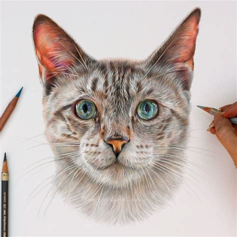 Pencil Portrait Artist Monty Siamese Cat Portrait By