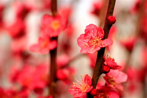 Five Famous Flowers In Chinese Culture Chinosity