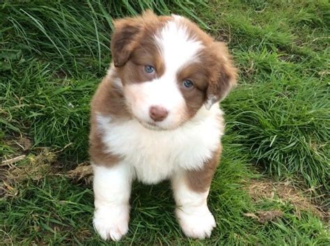 Australian Shepherd Puppies For Sale San Diego Ca 195774