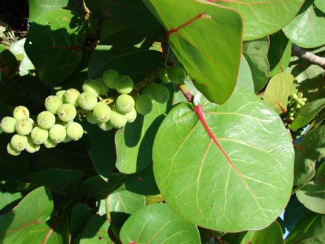 10 Plantas Endémicas De República Dominicana Con Fotos