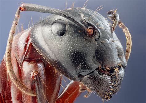 Camponotus Herculeanus Por Johnhallmen Macro Fotografie Fotografia