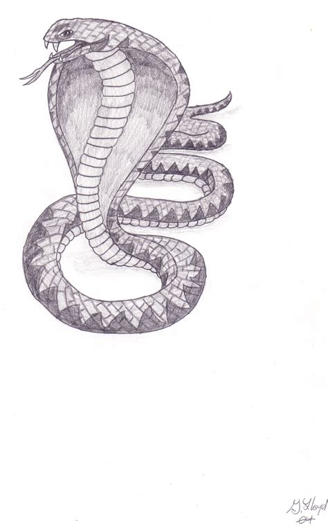 King Cobra Snake Sketch At Explore Collection Of