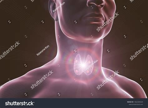 Thyroid Parathyroid Glands Human Body 3d Stock Illustration 1362309329