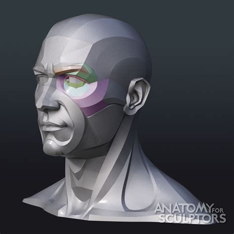 Artstation From Simple To Complex Anatomy For Sculptors Anatomy