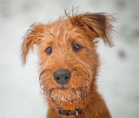 Dad is all black rough coated. How much of a dog person you really are? Take the test now ...