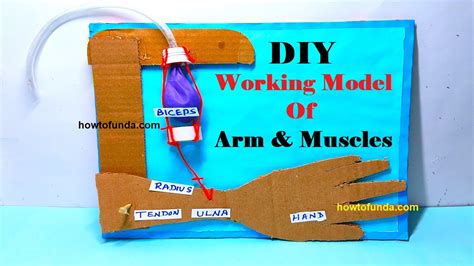 Working Model Of Arm And Muscles For Science Project For Science