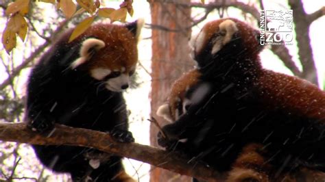 Red Panda Cubs Experience 1st Snow Cincinnati Zoo Youtube