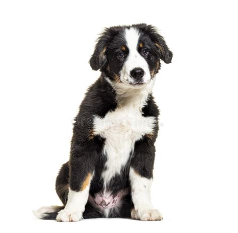 Puppy Bordernese Dog Mixedbreed Border Collie And Bernese Mountain Dog