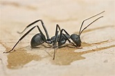 File:Carpenter ant Tanzania crop.jpg - Wikipedia