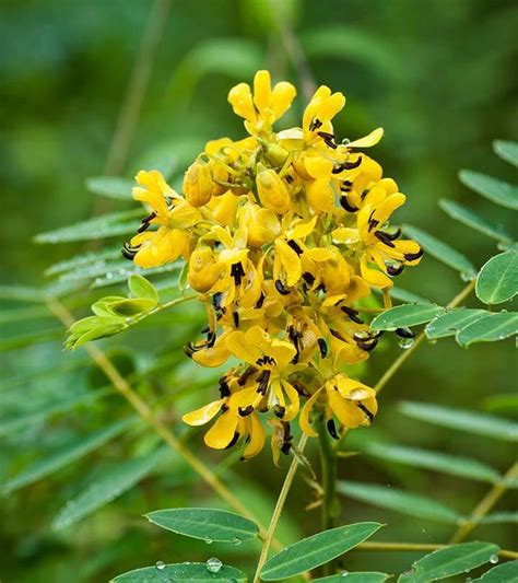 Constipation can be tricky as it at the end (no pun intended) of the entire metabolic and digestive process of the body. Are People Using Senna to Help Treat Constipation?