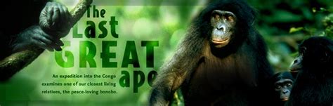 Nova The Last Great Ape Pbs