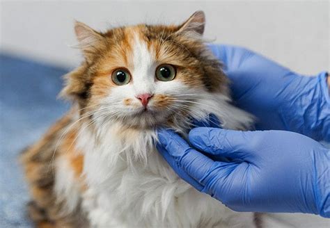 Cancer In Cats Symptoms Types Treatment Prognosis And Supplements