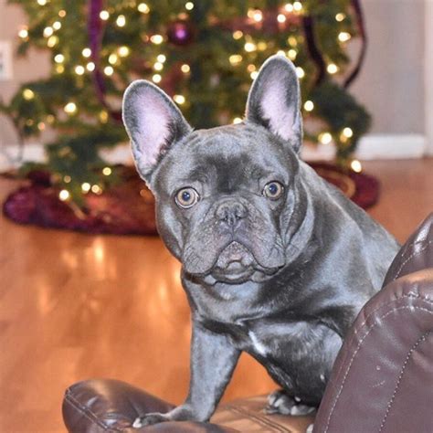 We breed standard as well as exotic colors, with a focus on blue french bulldog puppies for sale. Blue French Bulldog Puppy for sale Offer Malta €1200