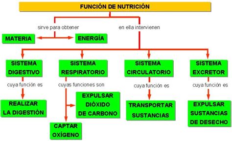 Mapa Conceptual De La Alimentación ¡guía Paso A Paso