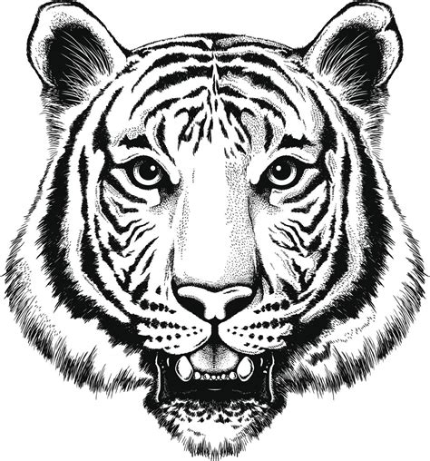 Drawing Tigers Vector Dibujos De Tigres Blanco Y Negr Vrogue Co