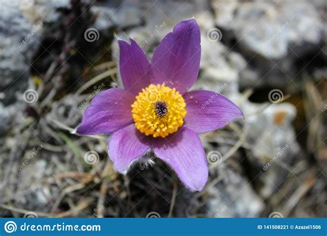 Early Spring Flowers Purple Crocuses Blue Violet Mountain