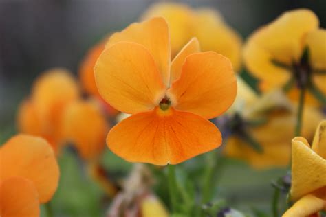 Free Images Blossom Flower Petal Bloom Orange Botany Yellow