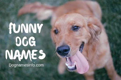 1000 Top Funny Dog Names For Your Goofy Puppies 2023