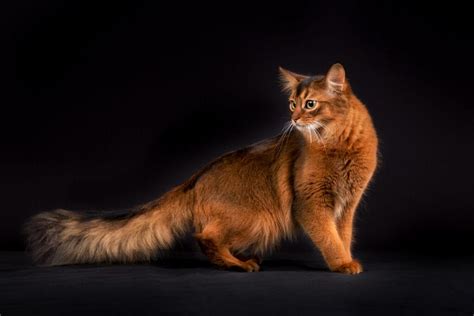 Cat Breeds Known For Their Fluffy Tails Universty Of Cats