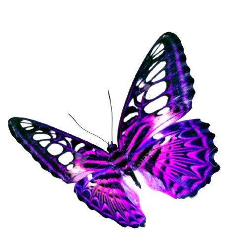 Transparent Background Butterflies