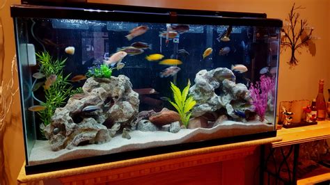 Setting Up A 60 Gallon Aquarium Aquarium Views